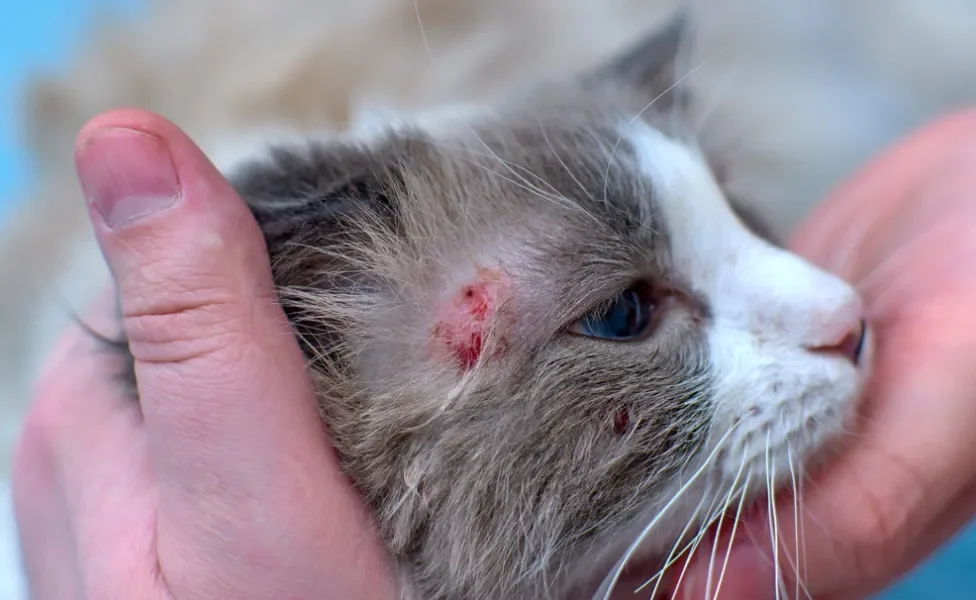 Dermatite em gatos com queda de pelo localizada e manchas vermelhas