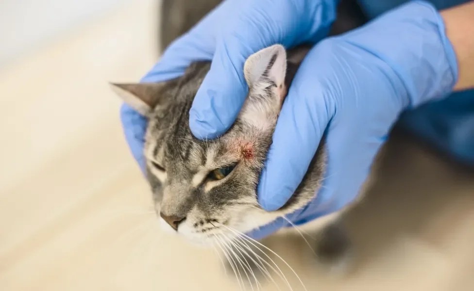 Mãos com luvas azuis segurando o rosto de gato com uma mancha vermelha