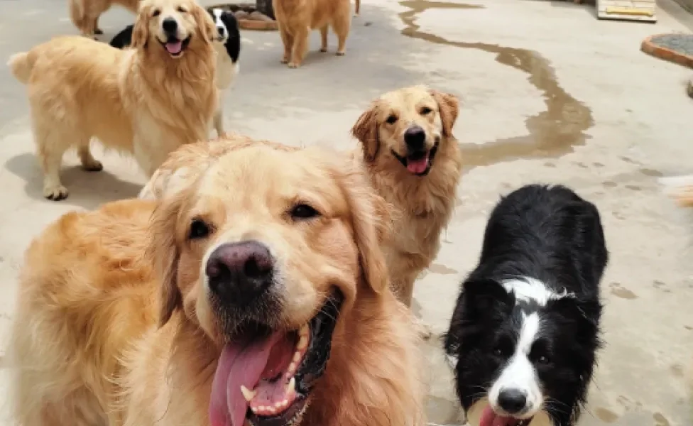 vários cachorros felizes na creche