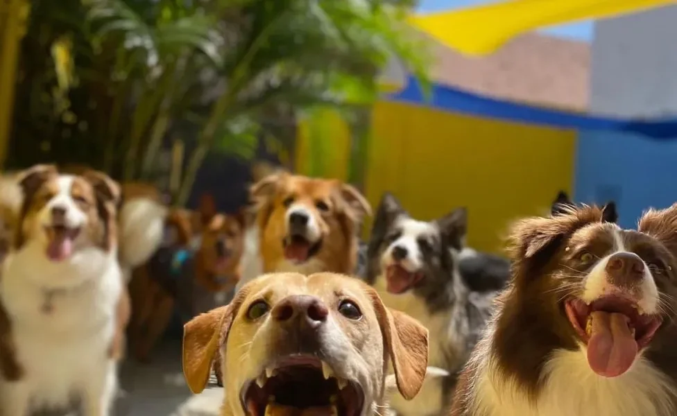 cachorros felizes na creche