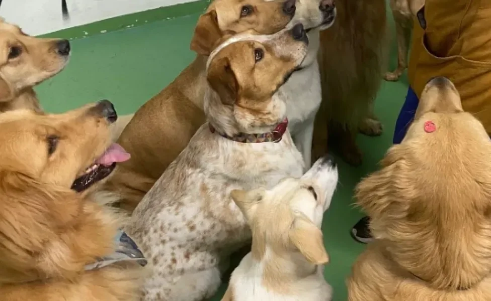 cachorros olhando para cima