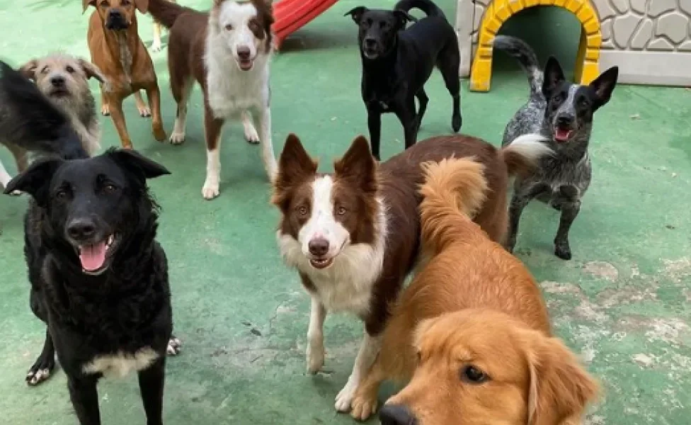 cachorros na creche