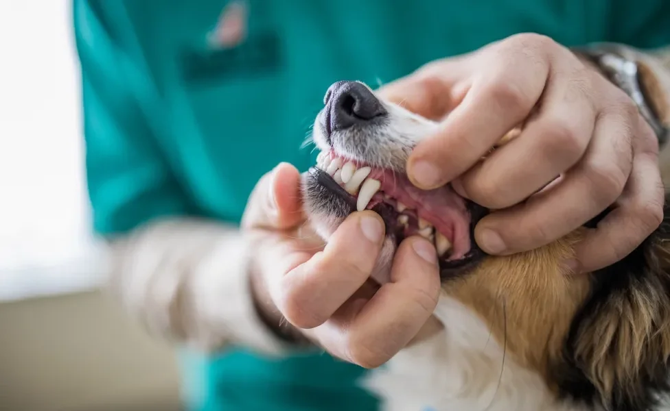 humano abrindo boca de cachorro adulto para mostrar os dentes