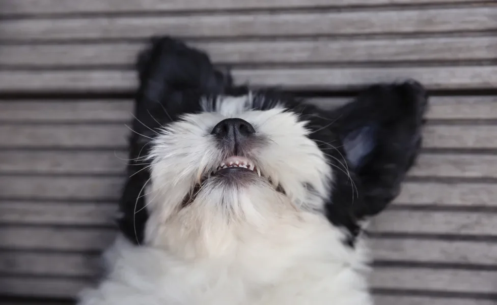 cachorro filhote com a boca aberta mostrando dente