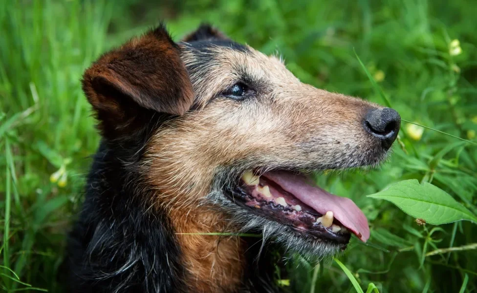 cachorro idoso com boca aberta mostrando dentes