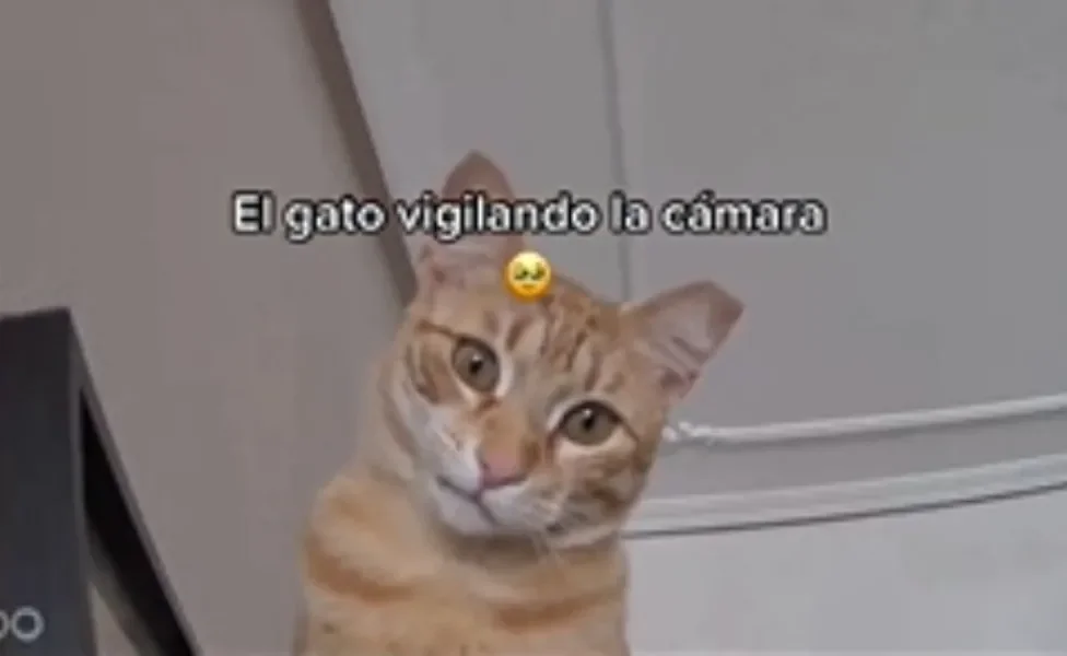 Gato laranja não acredita no que sua tutora fez (Créditos: TikTok/@albamdliii)