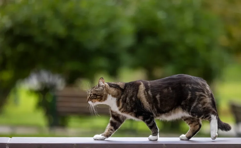 Gato malhado andando ao ar livre