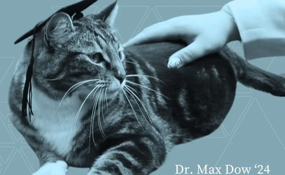 Homenagem ao gato Max nas redes sociais