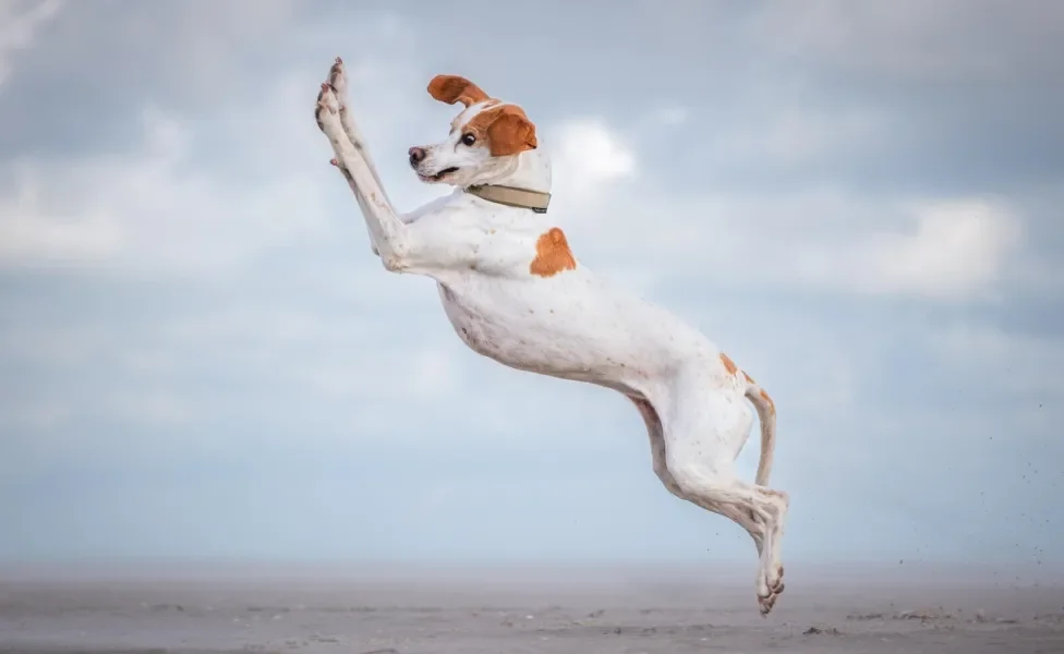 Cachorro pulando no ar como se estivesse voando