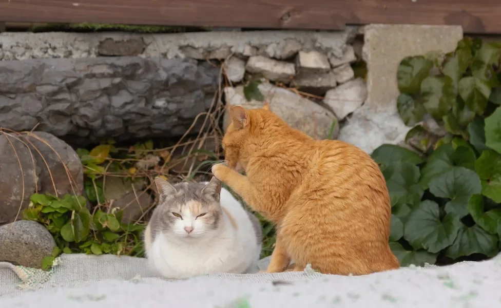 Gato laranja cochichando no ouvido de gato branco bicolor