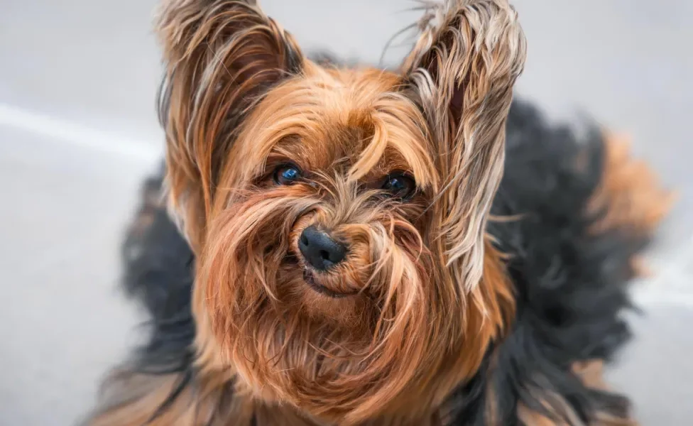 Yorkshire Terrier fazendo careta