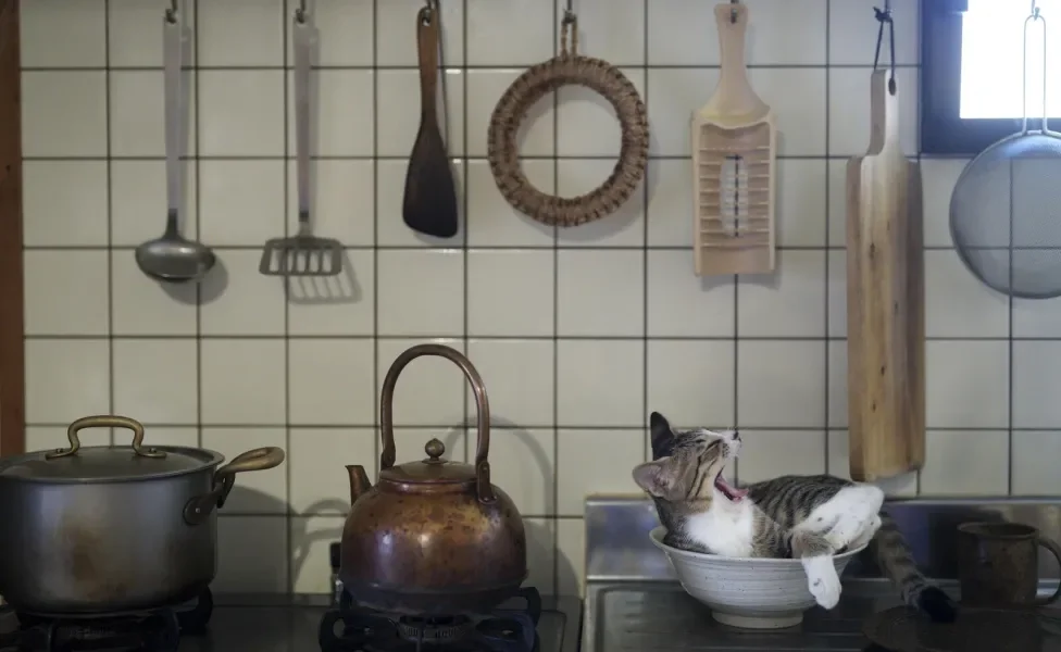 Gato deitado dentro de panela na cozinha