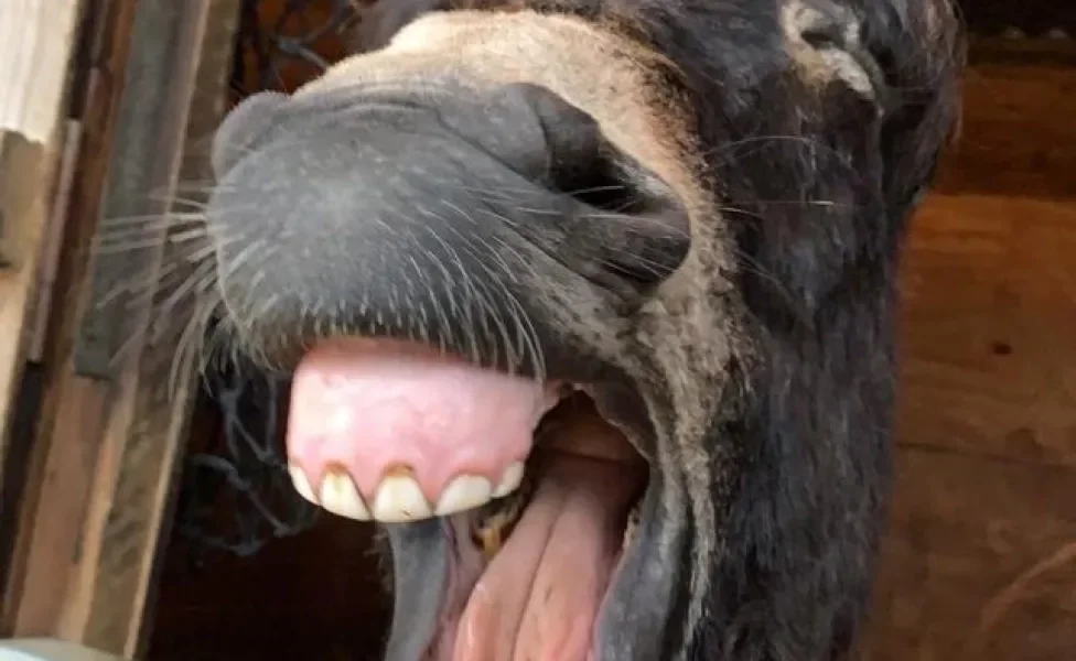 Burro com a boca aberta e dentes à mostra