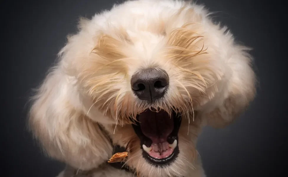 Cachorro com a boca aberta sem aparecer os olhos por causa dos pelos excessivos