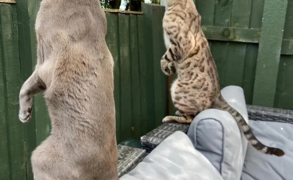 Dois gatos com a postura em pé olhando por trás de cerca