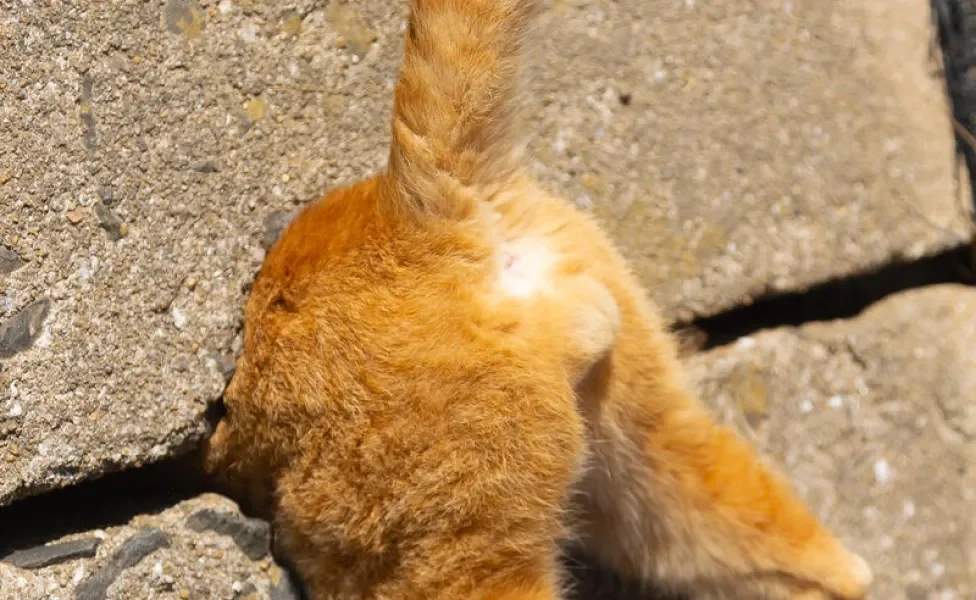 Gato laranja preso com a bundinha de fora