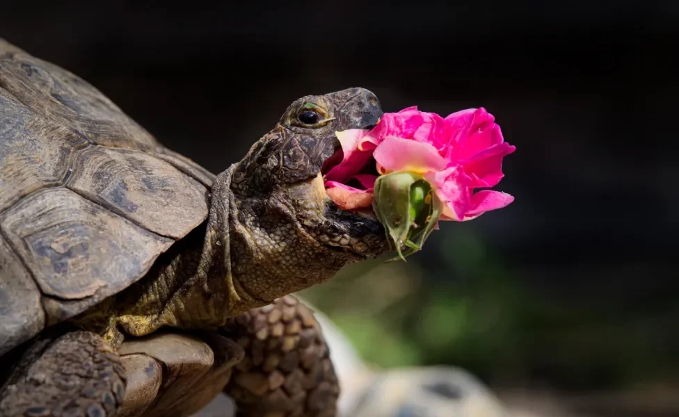 Tartaruga comendo flor rosa