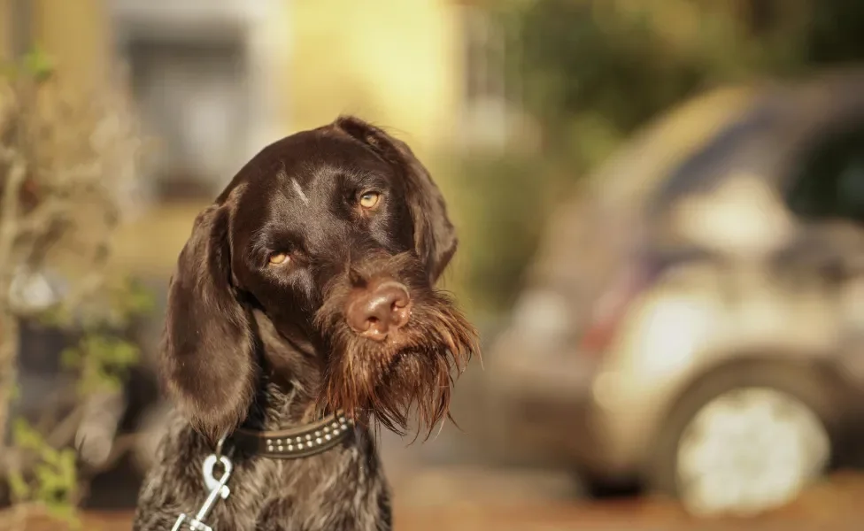 Cachorro marrom com a cabeça levemente inclinada para o lado