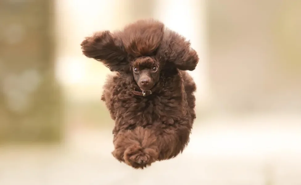 Cachorro peludo pulando no ar