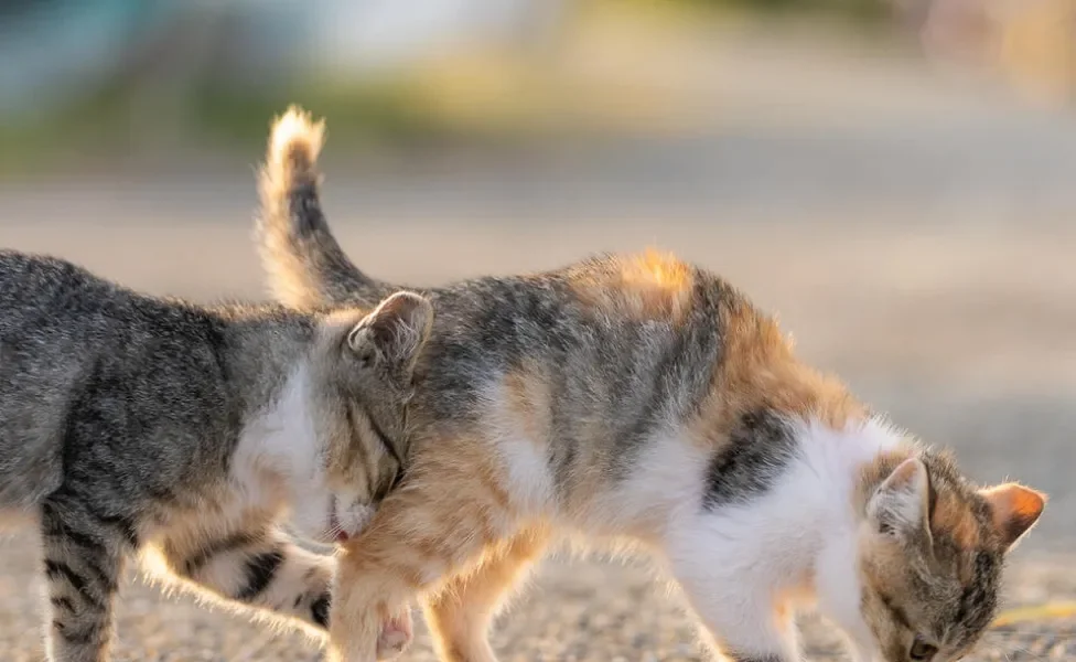 Um gato com a cabeça encostada na bundinha do gato da frente enquanto andam pela rua