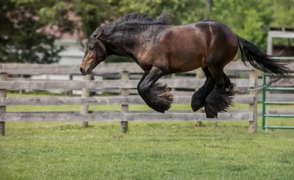 Cavalo pulando com as patas para cima como se estivesse com medo