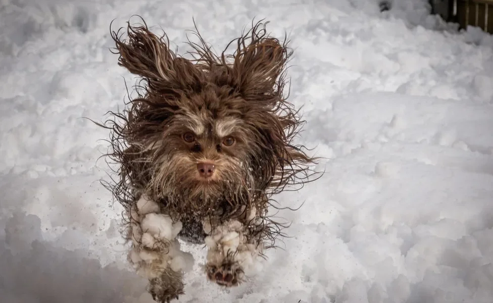 Cachorro com os pelos molhados na neve