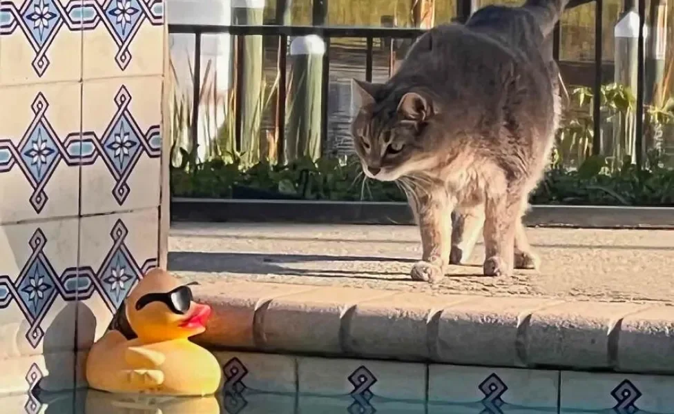 Gato olhando para boia de patinho na piscina