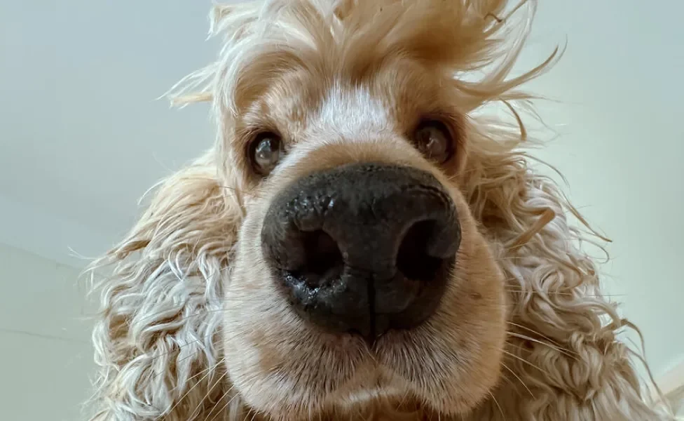 Cachorro com rosto "em cima" da câmera