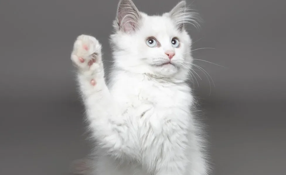 Gato branco sentado com uma das patinhas dianteiras levantada