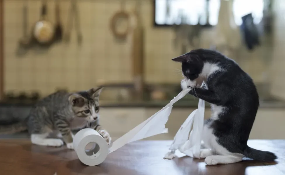 Dois gatos brincando com papel higiênico