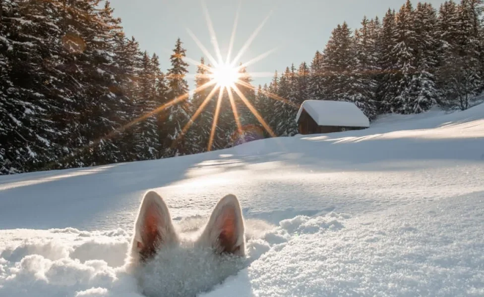 Cachorro escondido debaixo da neve só com as orelhas de fora