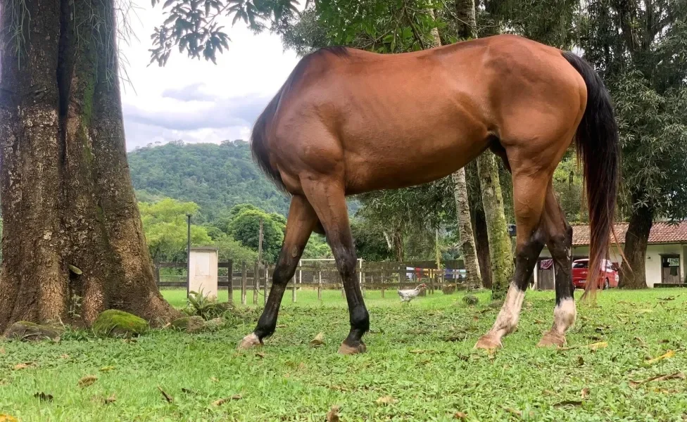 Cavalo com a cabeça escondida