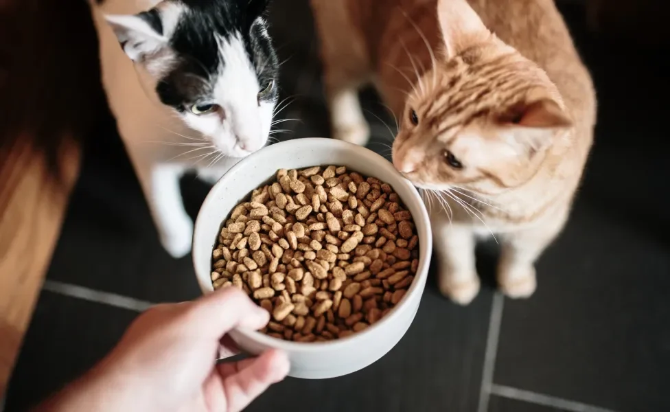A ração para gato castrado tem a quantidade certa de nutrientes que o seu amigo precisa