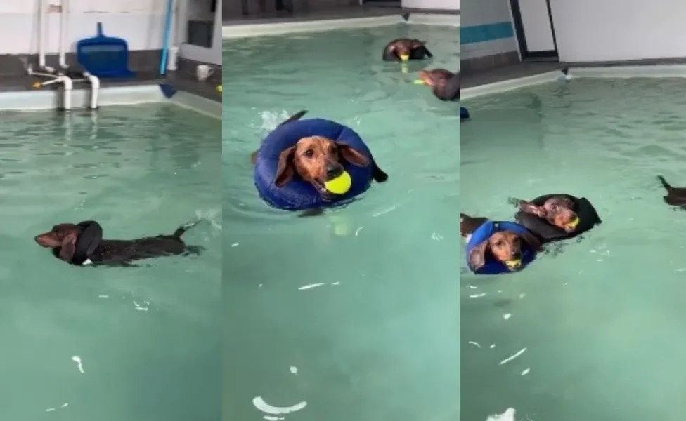 Cães da raça Dachshund nadam em piscina de academia canina (Créditos: TikTok/@dashofsausage)