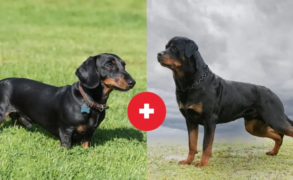 O Dachsweiler é o resultado da mistura entre o Rottweiler e o cachorro salsicha