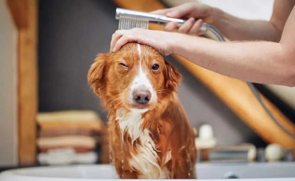 Dar banho em cachorro com efeito de pet shop é totalmente possível se você seguir algumas dicas