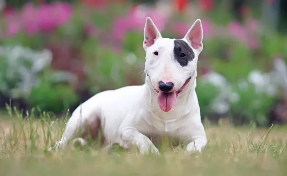 O cachorro Bull Terrier tem uma história e características cheias de curiosidades