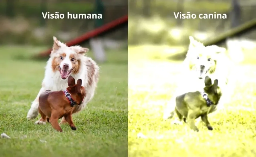 Cachorros brincando na visão humana e na visão de um cachorro