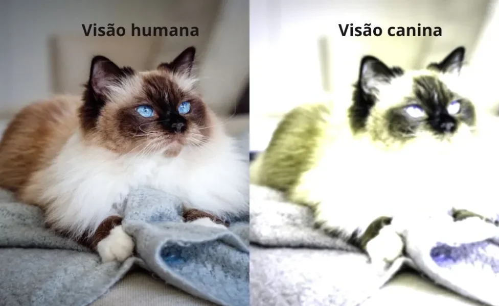 Gato na visão humana e na visão de um cachorro