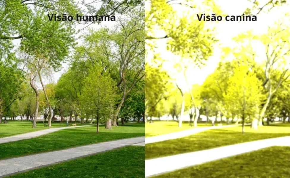 Parque na visão humana e na visão de um cachorro