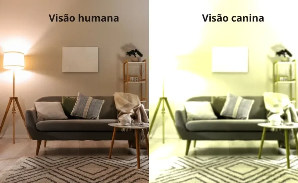 Sala de estar na visão humana e na visão de um cachorro