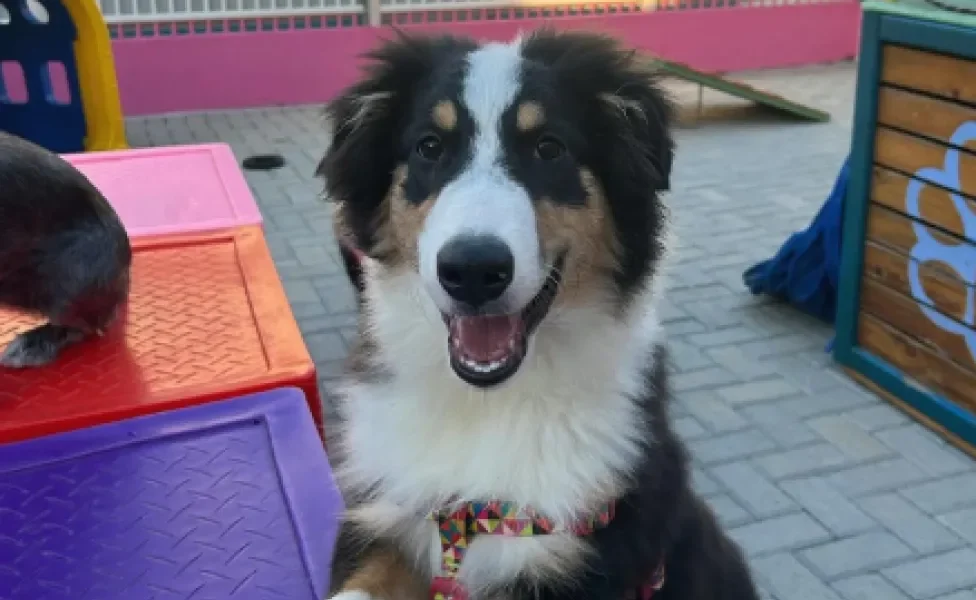 cachorro peludo feliz na creche