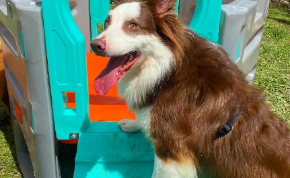 husky feliz no brinquedo da creche