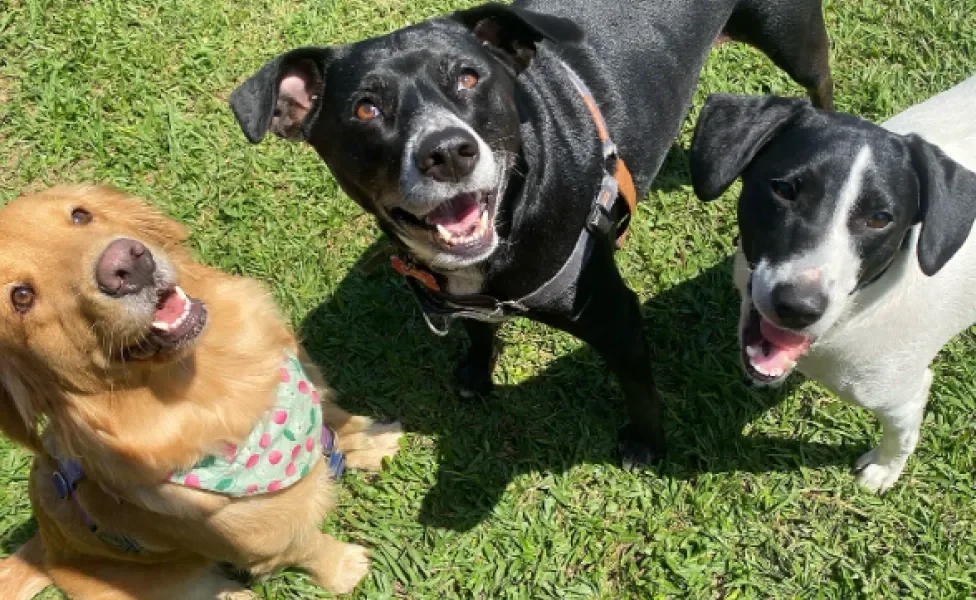 três cachorros felizes em cima de gramado