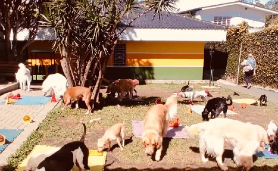 cachorros brincando na creche ao ar livre