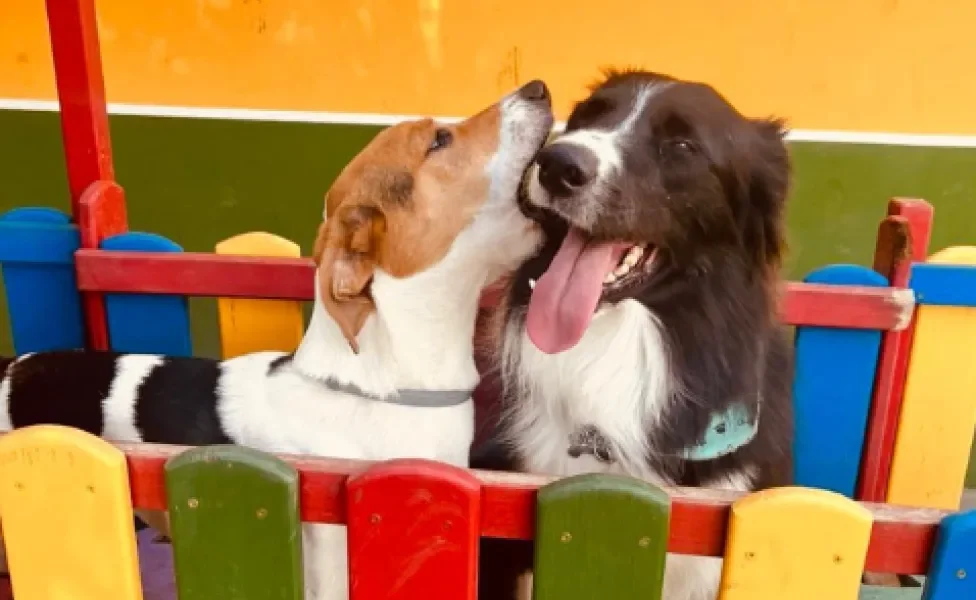 dois cachorros dentro de um cercadinho colorido