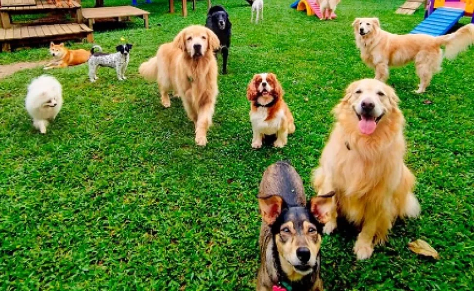 vários cachorros em um gramado verde