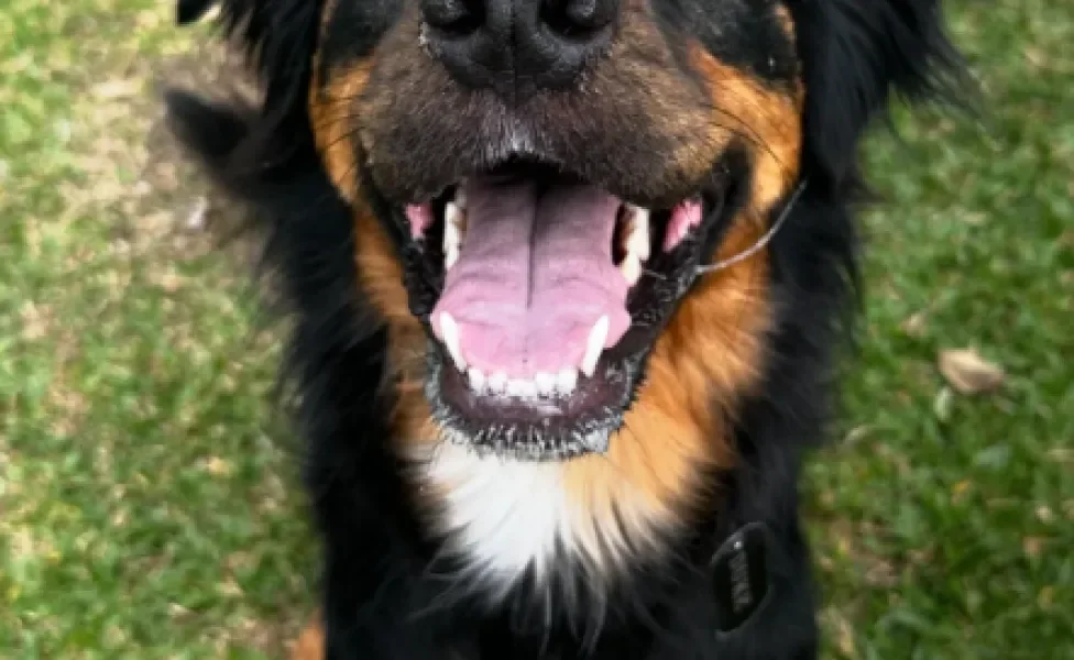 cachorro peludo feliz