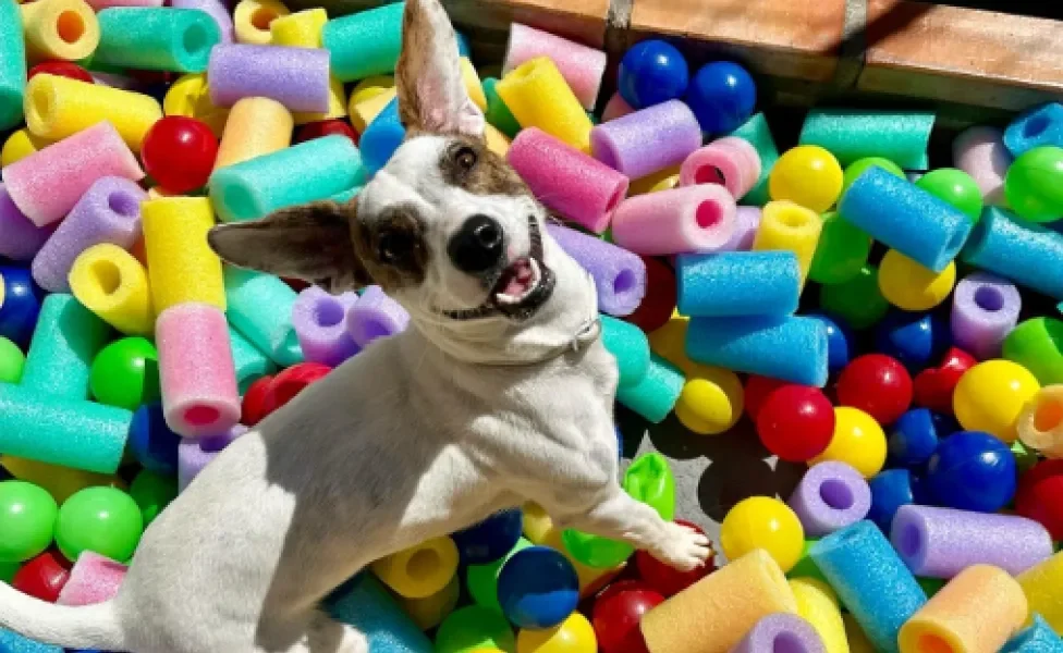 cachorro na piscina de bolinha