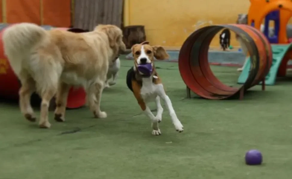 dois cachorros brincando